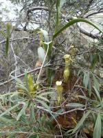 photo 17- Nepenthes vieillardii formant une liane