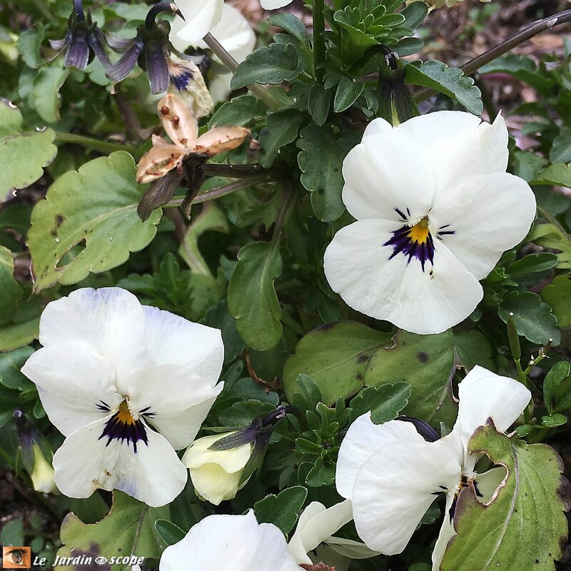  Viola cornuta blanche