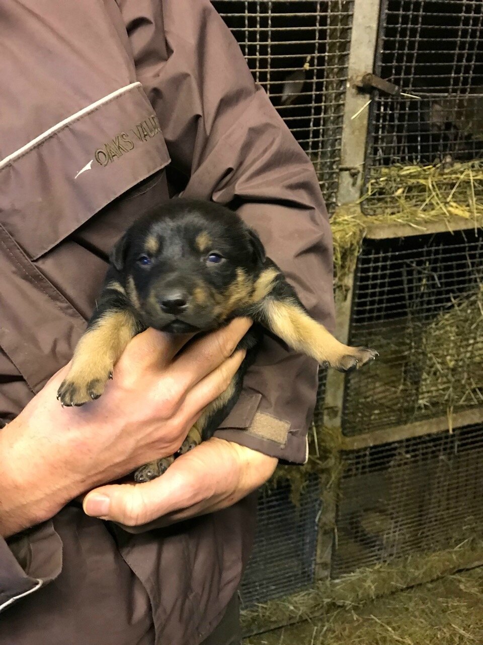 Chiots Disponibles Club De Sauvegarde Du Berger Des Alpes