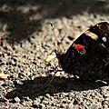 IMG_9011