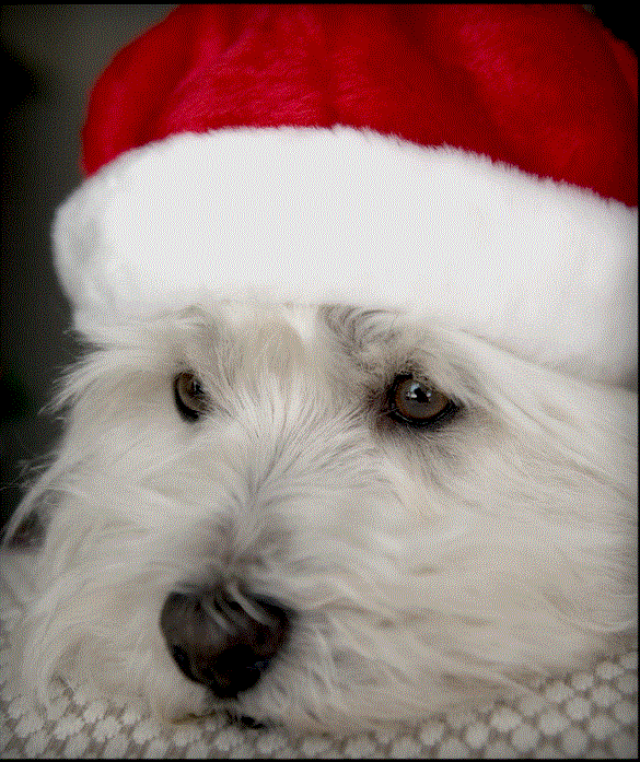 asnoelwestie1
