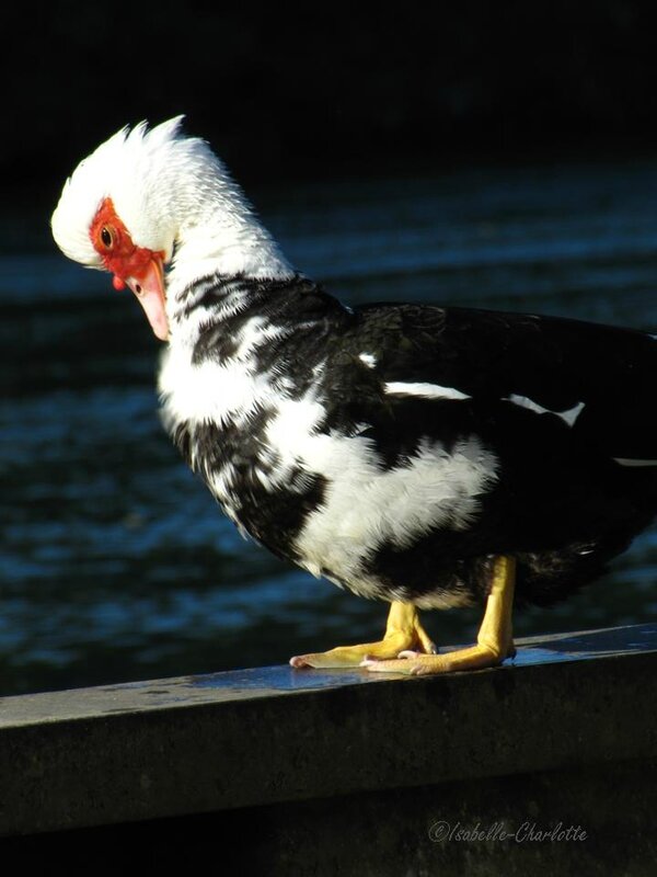 Où comment j'ai failli empêcher un canard de dormir ...