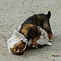 IMGP2775-1