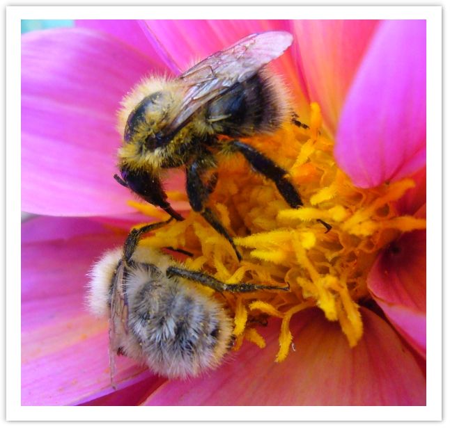 abeille2