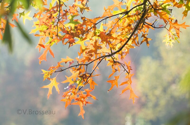 feuille-automne14-02