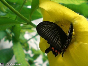 Parides photinus • Papilionidae
