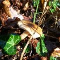 P1080156 - Copie