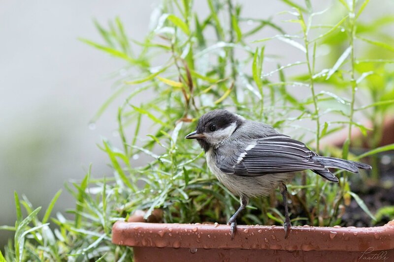 Mésange_A99A5255
