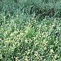 Végétation méditerranéenne - Végétal en Provence - petites fleurs jaune pâle