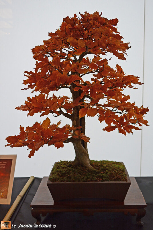Fagus-sylvatica