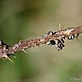 Petit paon de nuit - Saturnia pavonia (4)