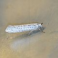 Yponomeuta evonymella ( Hyponomeute du Putiet)