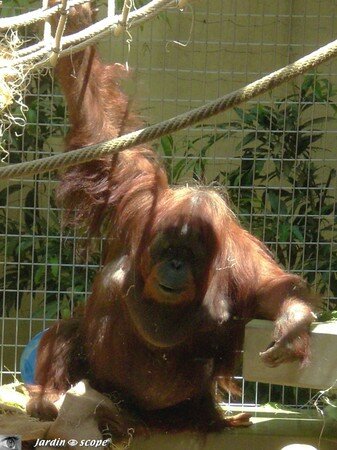 6694_Orangutan