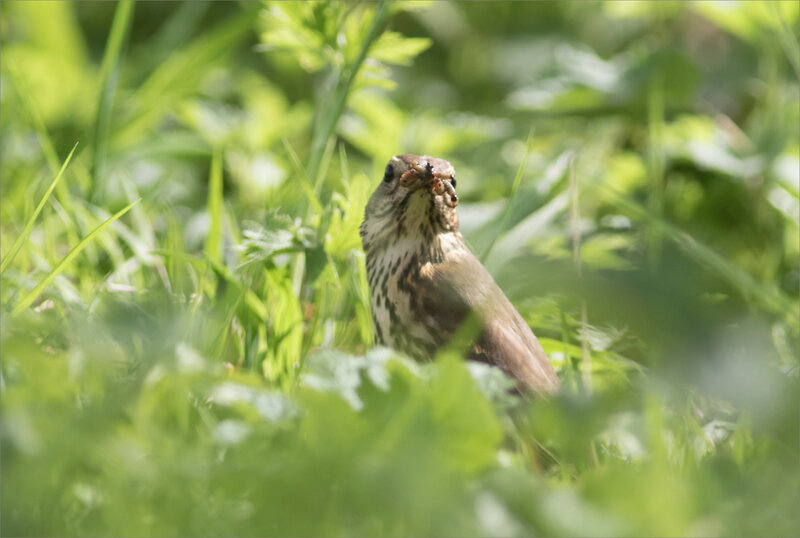 oiseau grive vers 14 010421