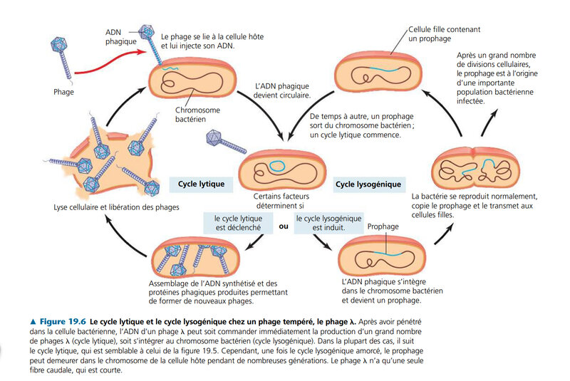 cycle lytique et lysogénique d'un virus