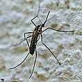 Moustique Aedes geniculatus • Famille des Culicidae