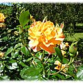 Roseraie Provins 9