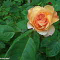 Rosier jaune abricot