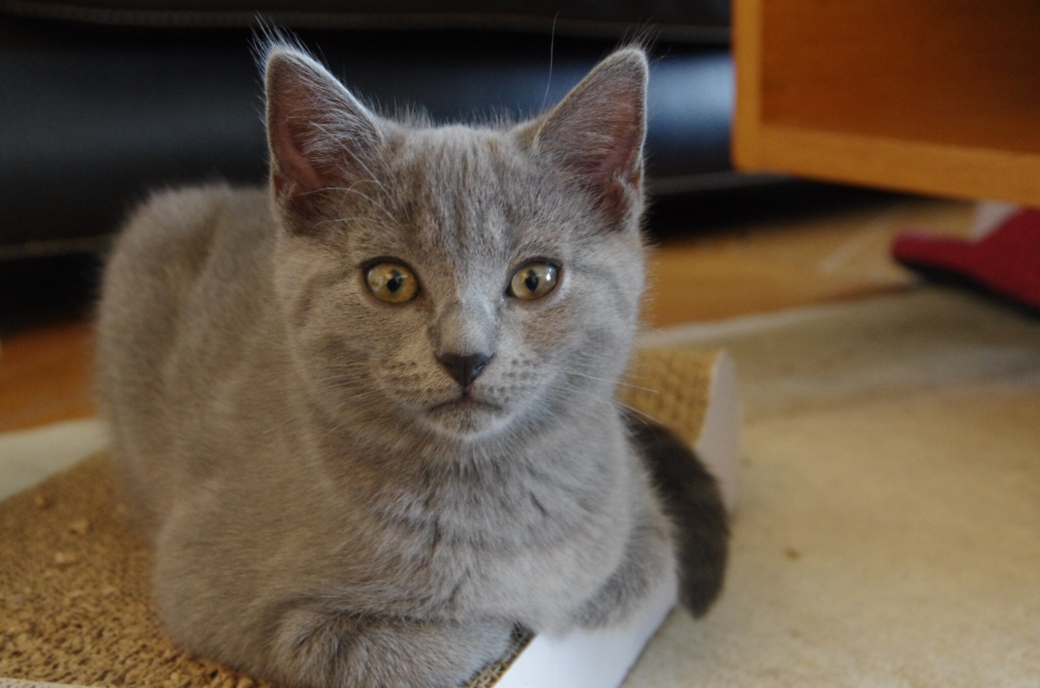 Onzieme Semaine Elevage Familial De Chartreux Des Tresors De Lily
