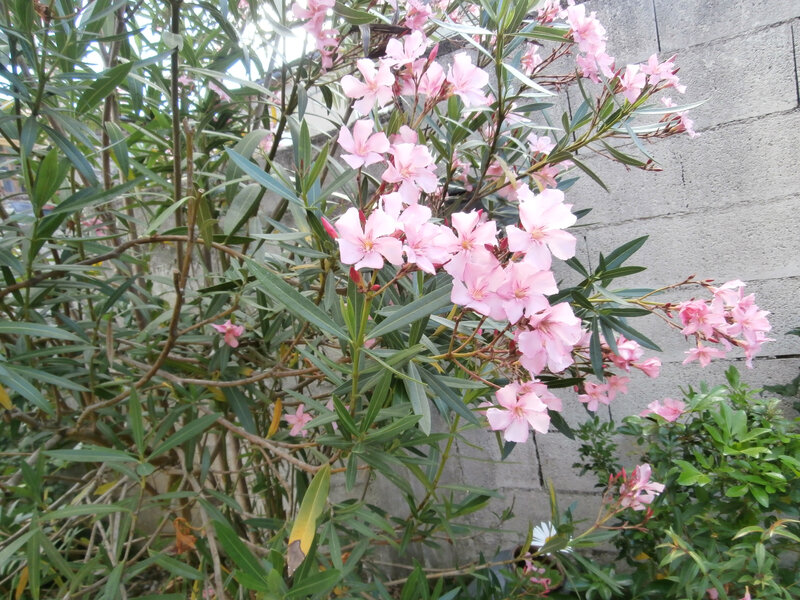 P6190072