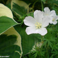 Géranium vivace blanc