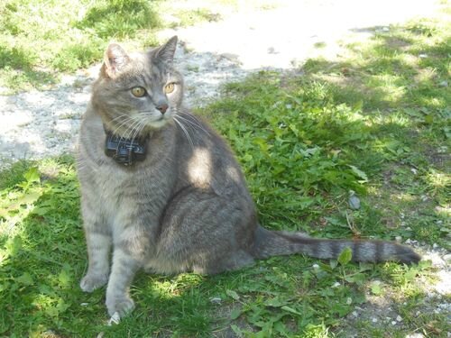 Trouvé chat, gris, mâle ou femelle,... - Défendre les ...