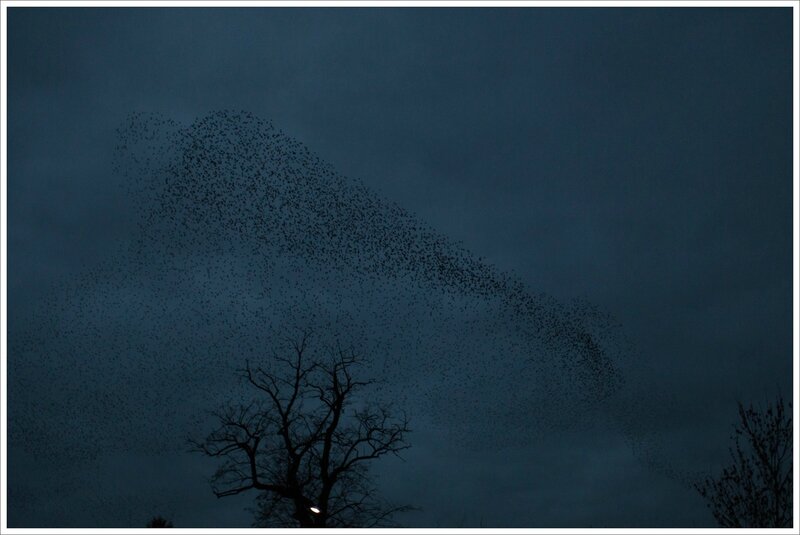 ville etourneaux nuage arbre 3 soir 010216