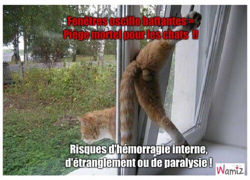 Grif Explique Une Fenetre A Oscillo Battant Peut Etre Mortelle Pour Un Chat L Histoire De Nenette Grifelins