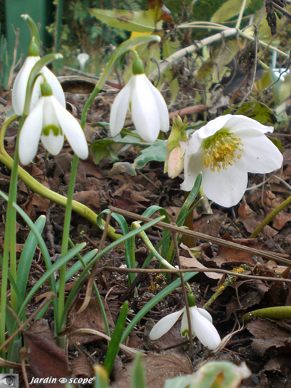 Perce_neige_et_Hellebore