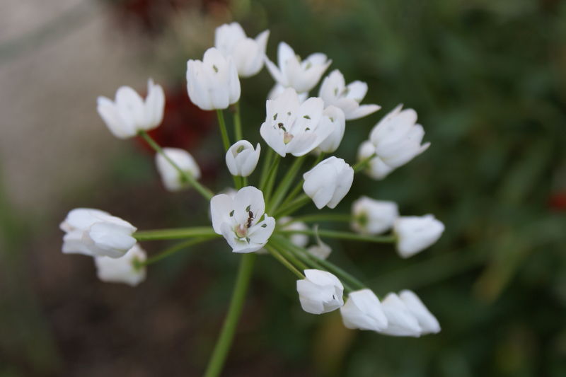 Fleur blanche à identifier - Une Brindille au jardin