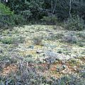 Végétal en Provence - Lichens mousses sur sol aride