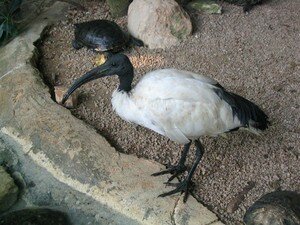 Ibis_sacr_