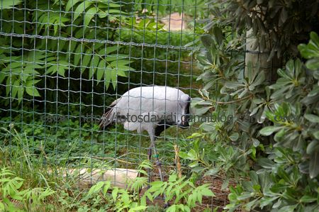 grue_demoiselle