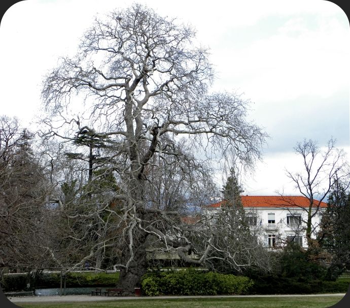 maison blanche