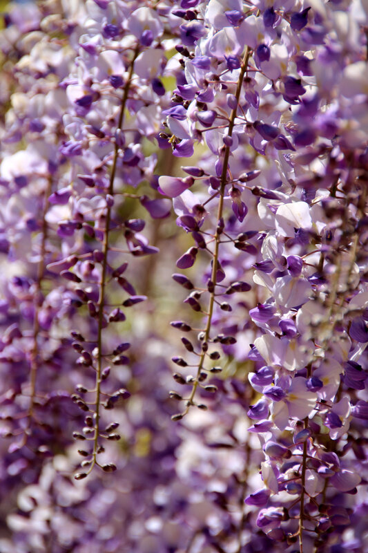 parc_mugel_glycine