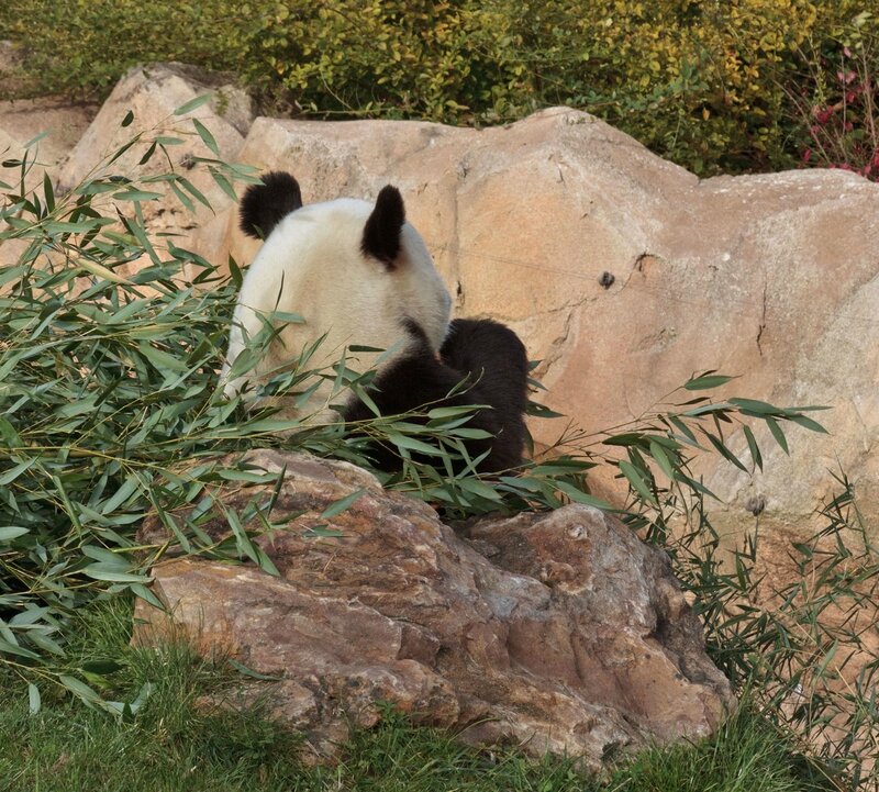 116-Panda Geant