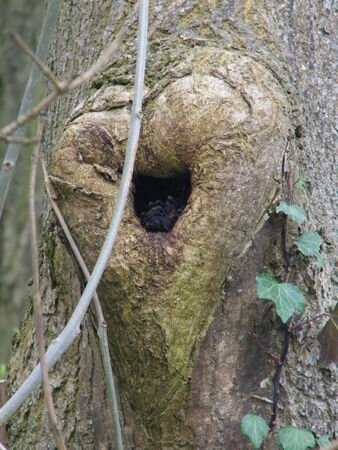 Trou arbre