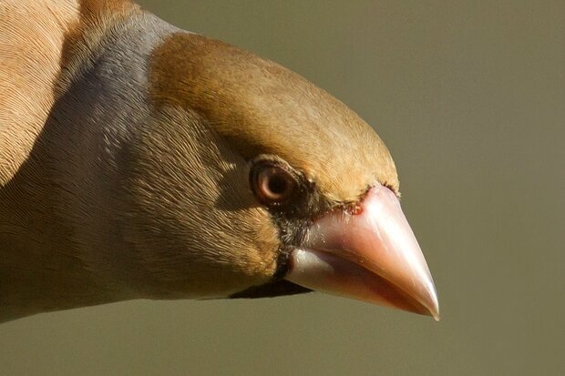 Nouveautés Photos Doiseaux