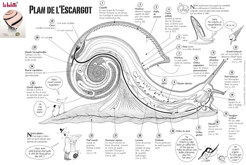 Anatomie de l'escargot selon Léon Jammes