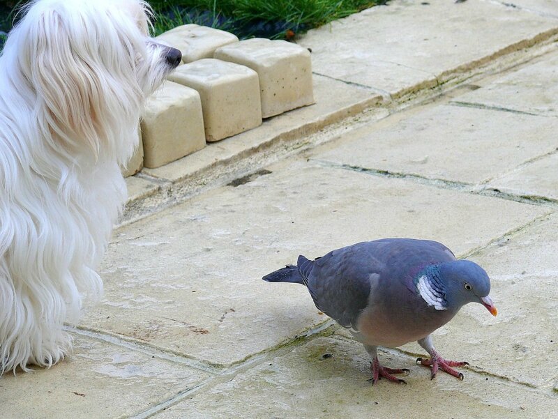 gros pigeon 5 lettres