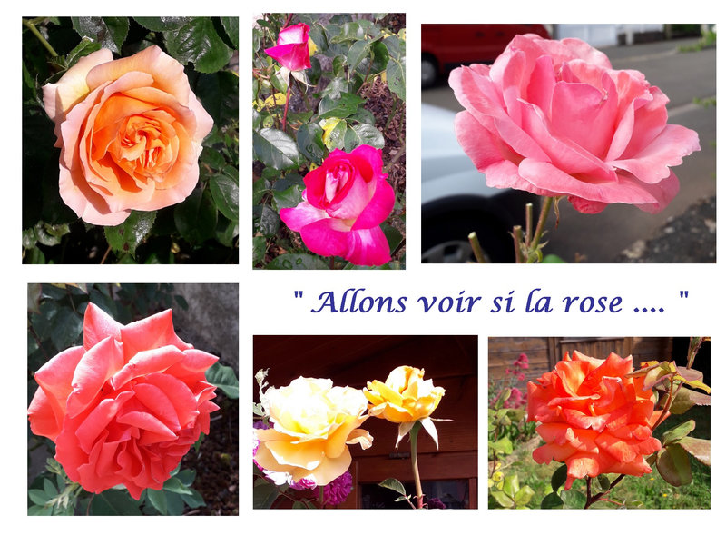 Roses