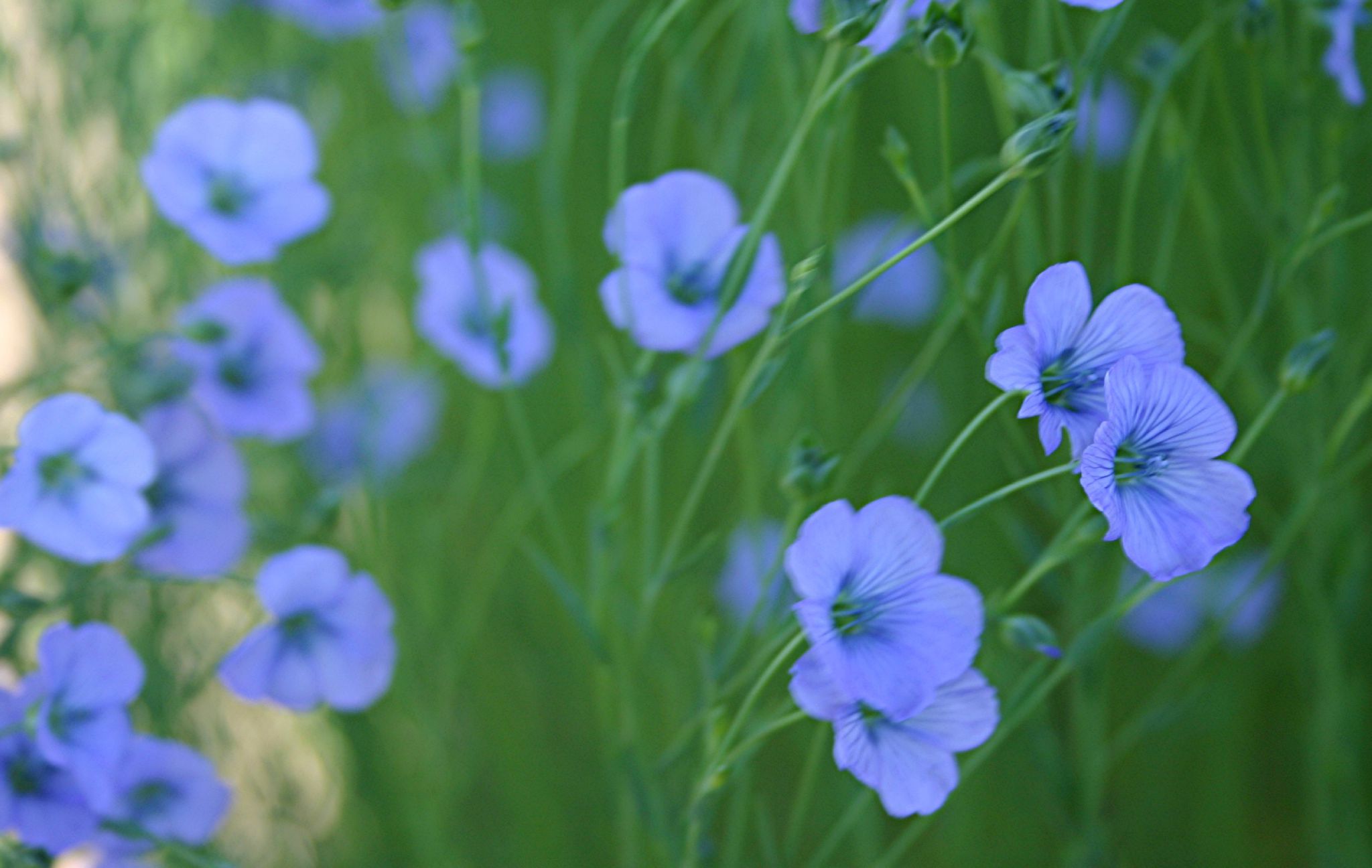 Fleur bleue - Points de cerise violette