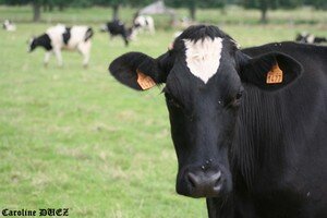 24_au_31_juillet_2007_860_copie