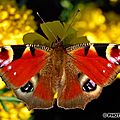 Evy°121:papillon 