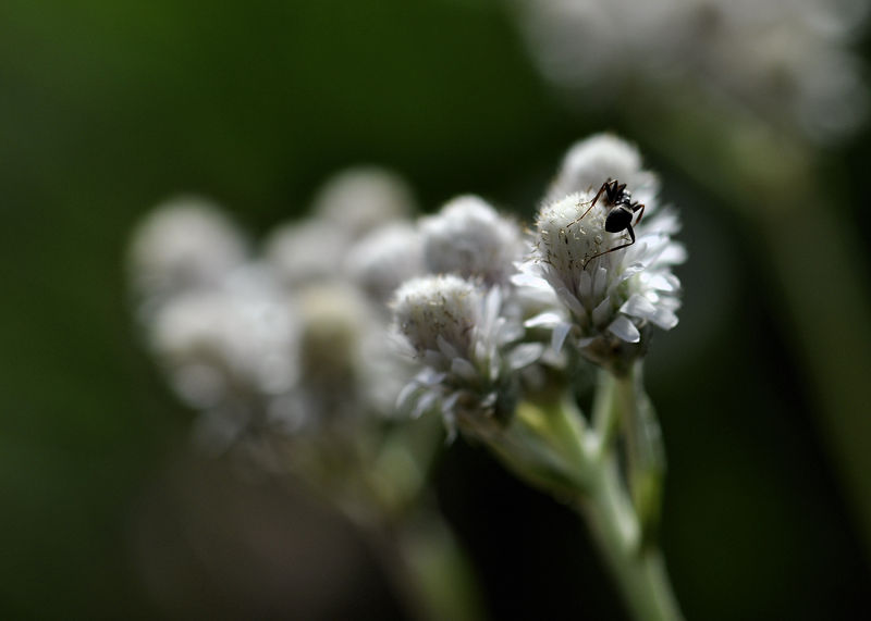 _DSC0914_Fourmi_sur_antennaria_dioica