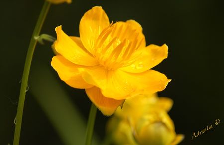 trollius_golden_queen5