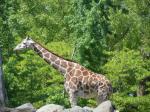 zoo + lincoln park (33)