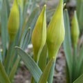 U) Mon jardin, hiver 2009