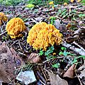Les splendides formations coralliennes de Ramaire dorée.