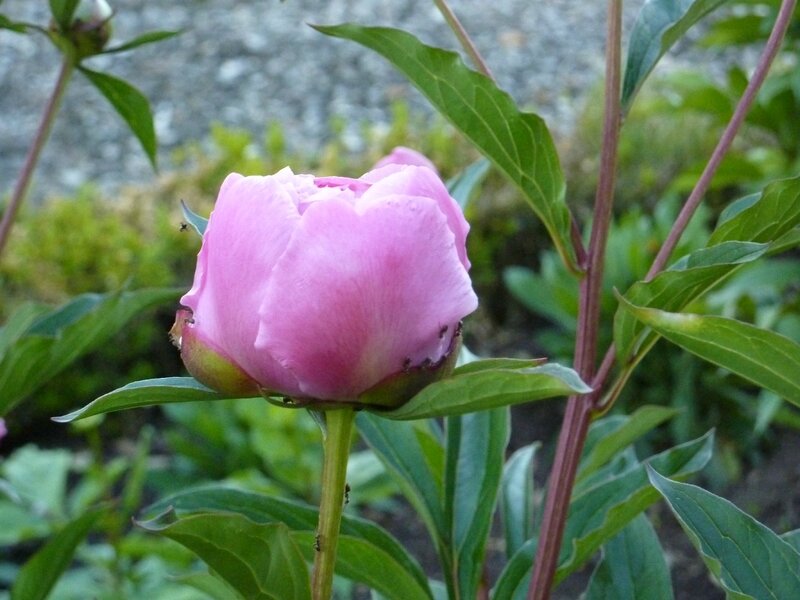 P1140663